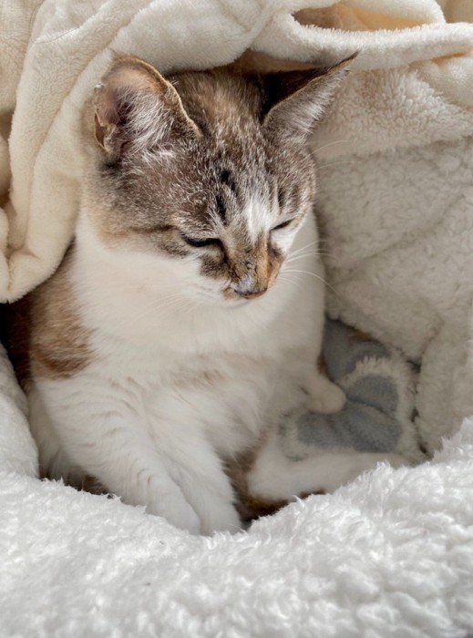 毛布にくるまる猫