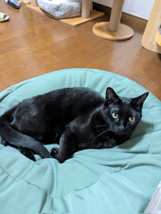 見上げる黒猫