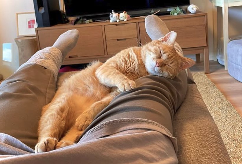 ママの足を枕にして眠る猫