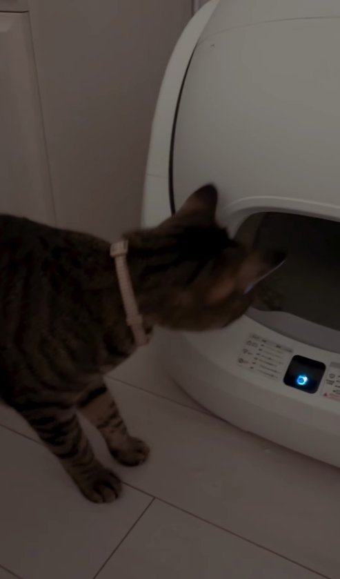 蓋が閉まっていくトイレの中を覗き込むキジトラ