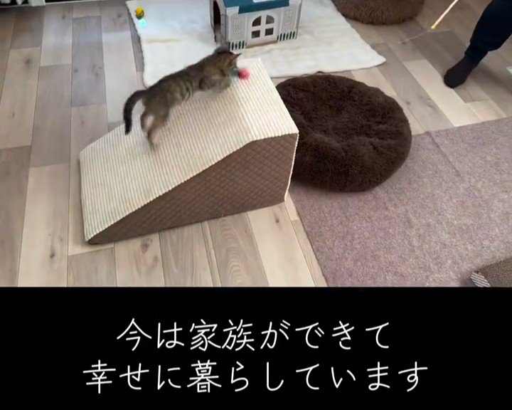 猫じゃらしを追いかける子猫