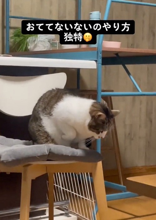 前かがみになる猫