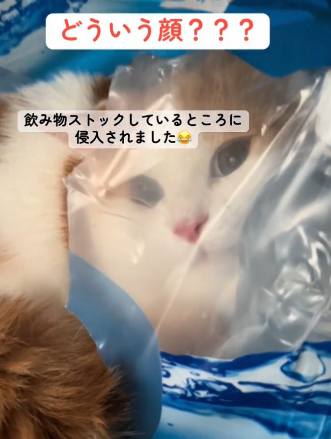 くつろぐ猫