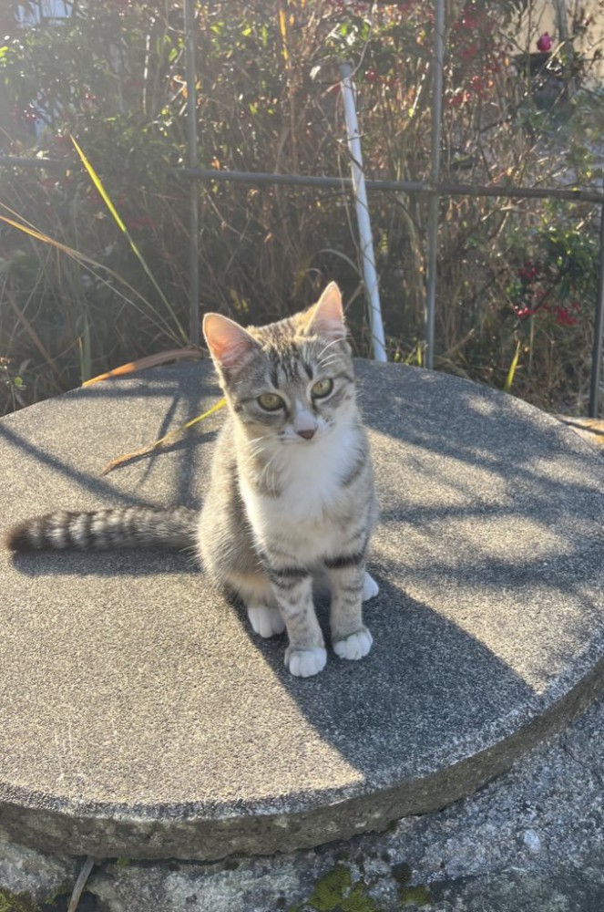 おすわりする猫