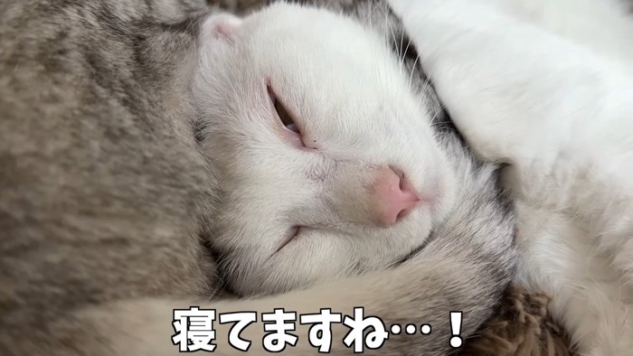 寝てますね…!