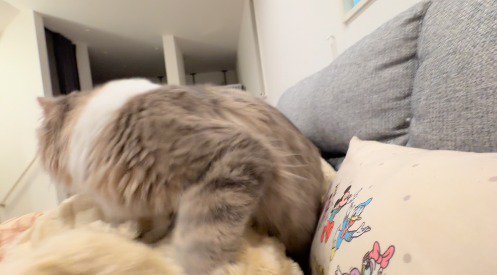 立ち上がって飼い主から離れる猫