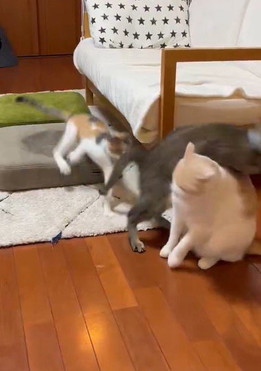 キジトラ猫にぶつかられた茶白猫