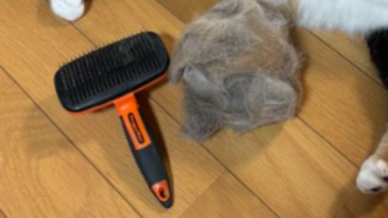 猫の抜け毛