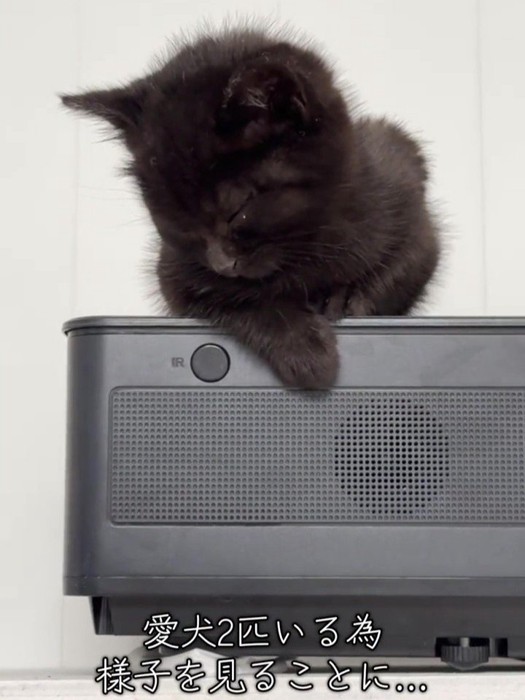 座って寝ている子猫