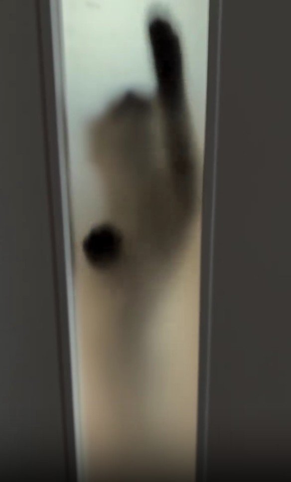 ドアの向こうの猫