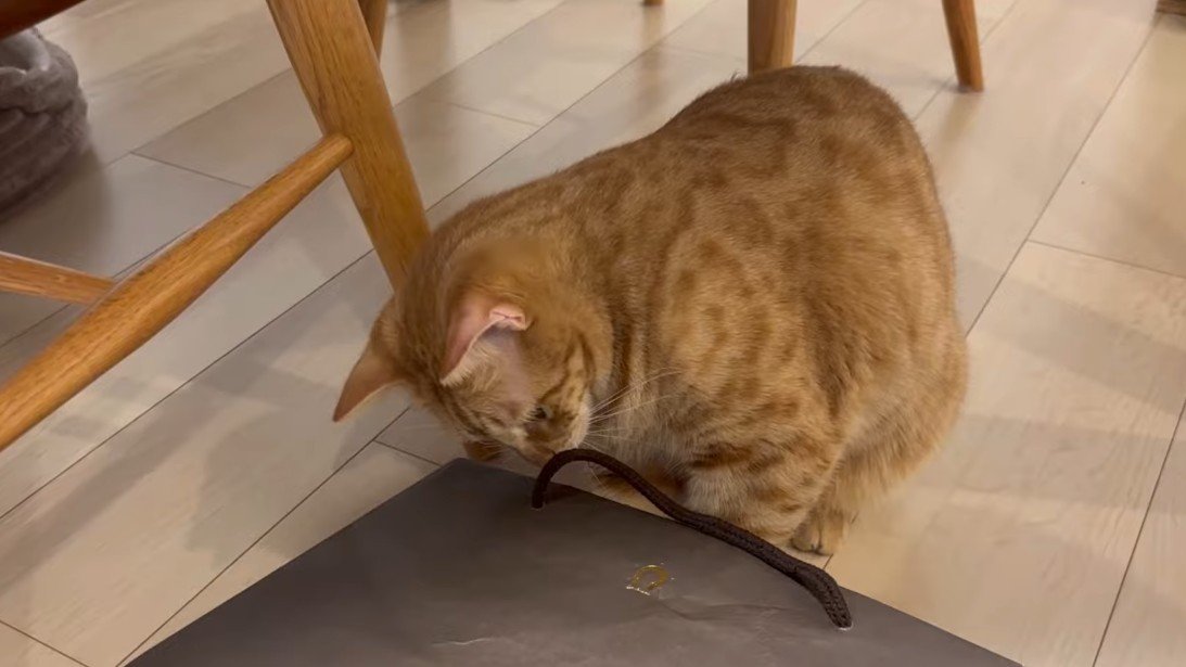 中を覗いて