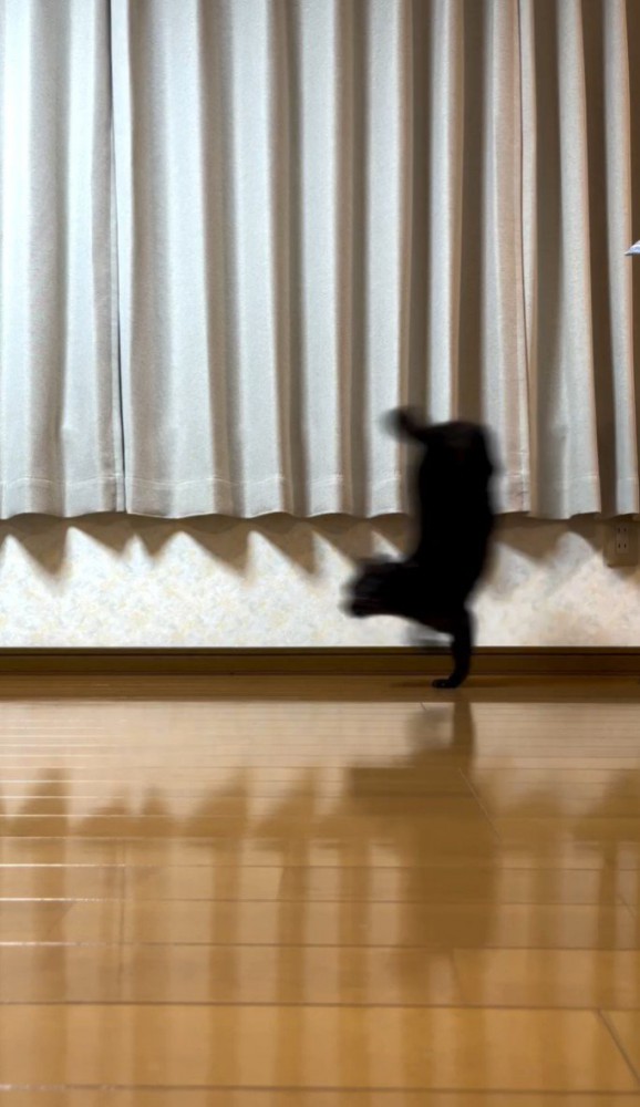着地する猫