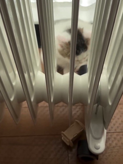 ヒーターの向こう側にいる子猫
