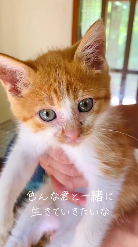 抱っこされている子猫