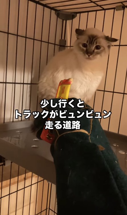 ちゅーるを差し出されている猫