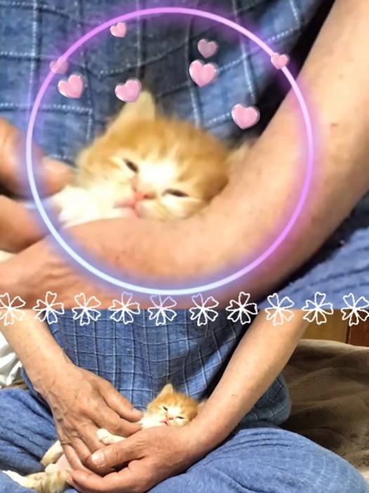 ウトウトする子猫