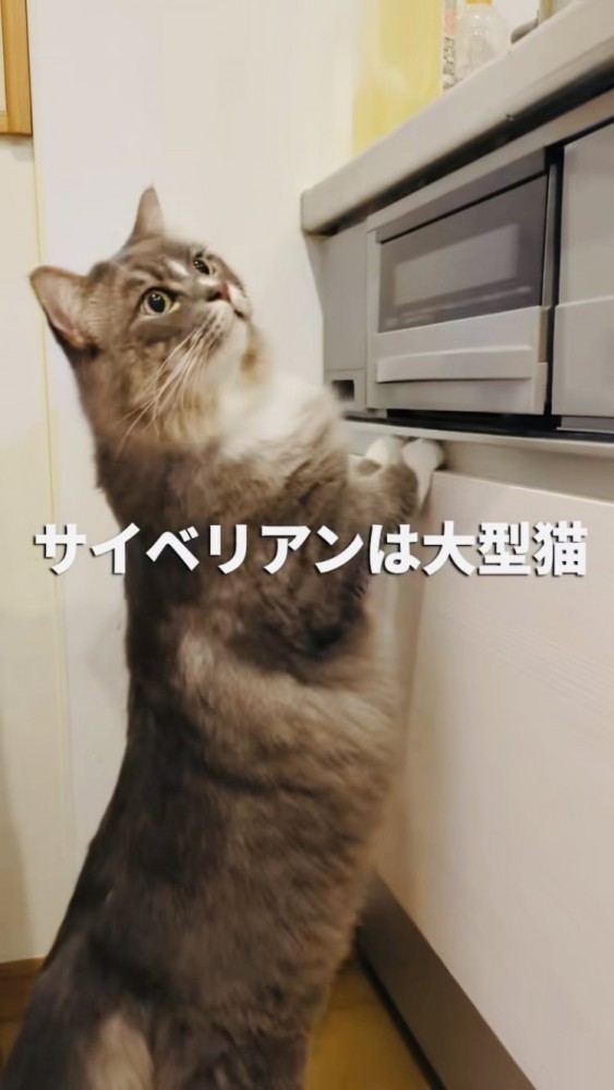 キッチンの台に前足をついて立つサイベリアン