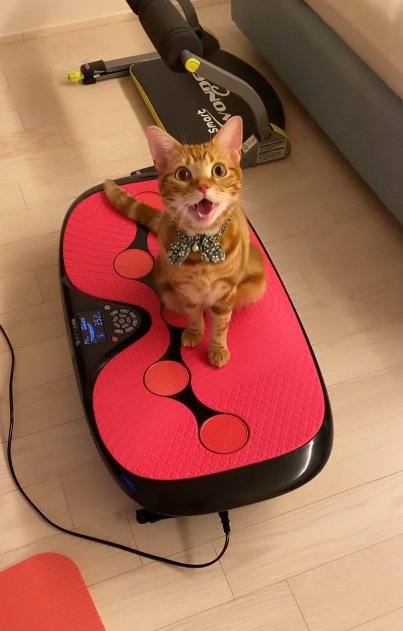 ダイエットマシンの上に乗っている猫