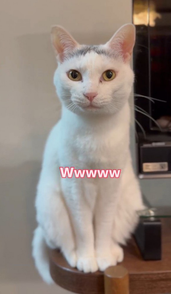 「ｗｗｗ」と書かれた写真