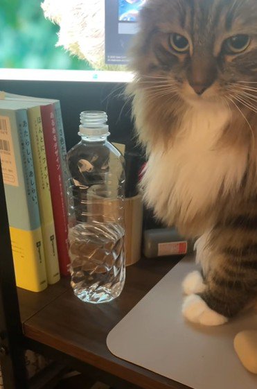 鋭いまなざしの猫