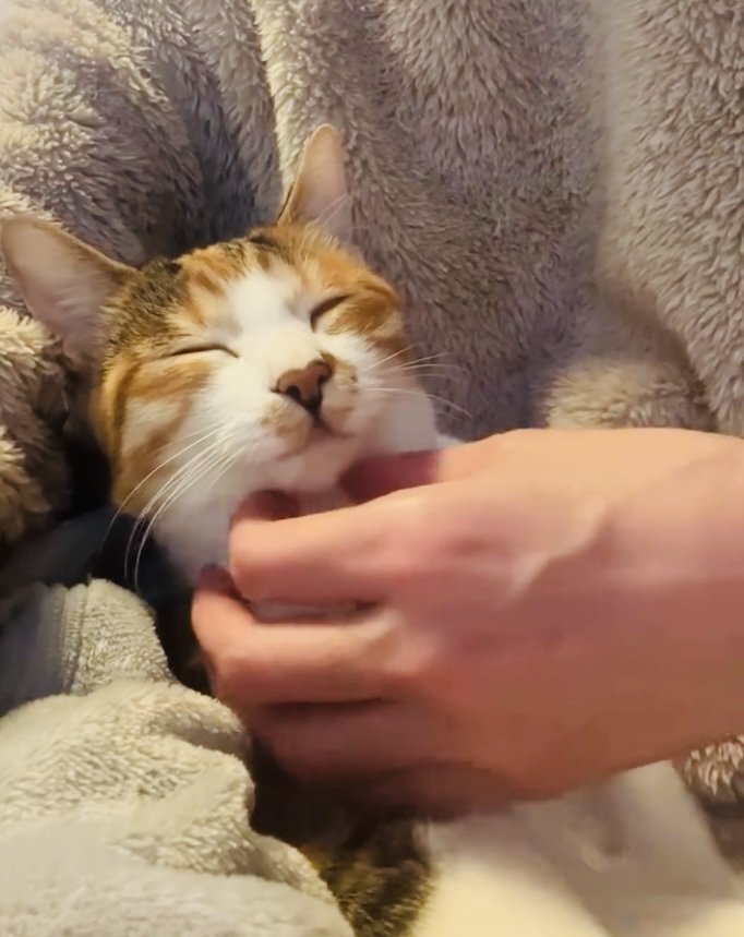 飼い主さんに抱っこされる三毛猫