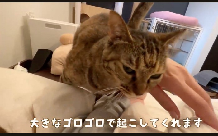 擦り寄る猫