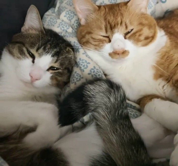 添い寝をしている2匹の猫たち