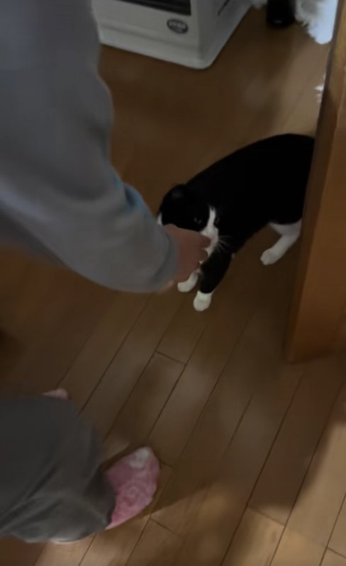 子どもの手の匂いを嗅いでいる猫