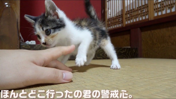 投稿者に遊んでもらう子猫