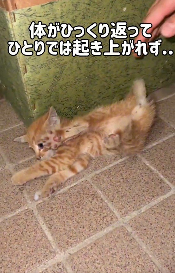 ケガをした猫