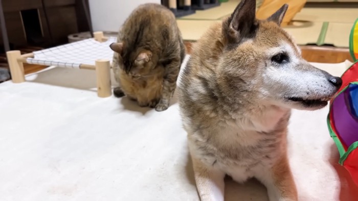 ホットカーペットの上の2匹