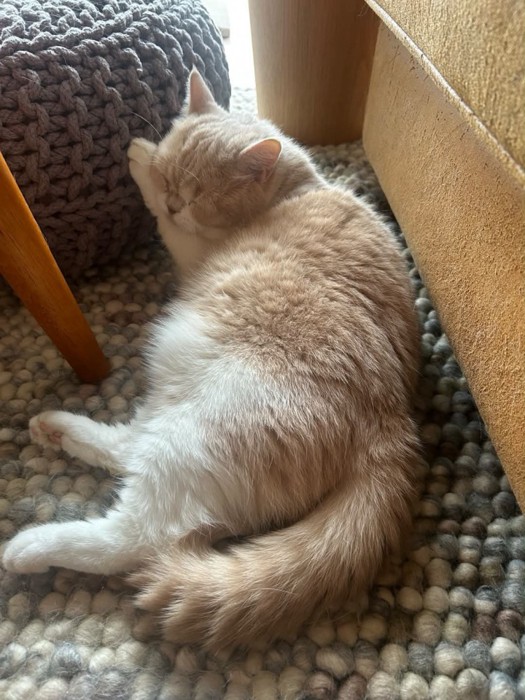 寝ている猫