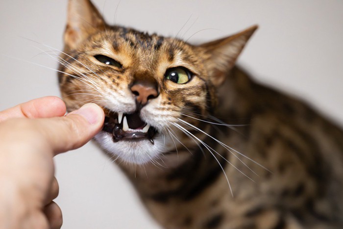 猫に噛まれる