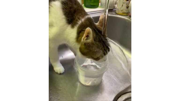 シンクで水を飲む猫