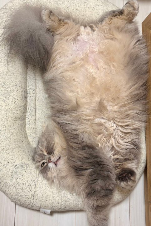 長毛猫の仰向け
