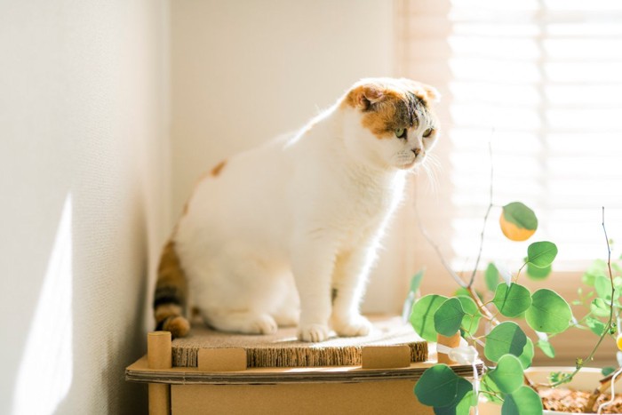 爪とぎの上に座るスコティッシュフォールド