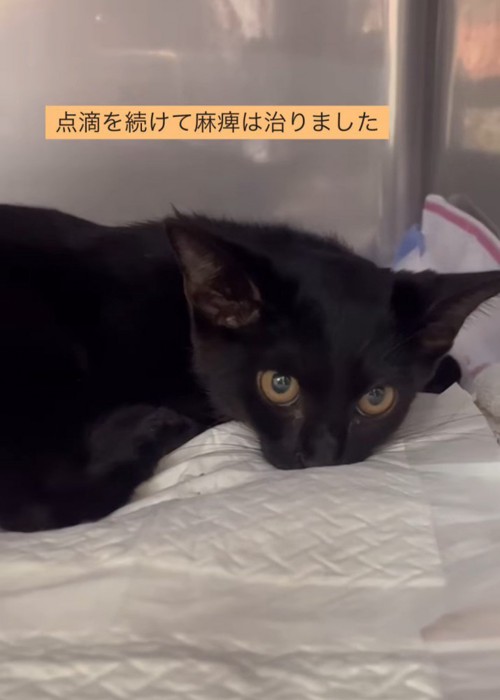 横を見る子猫