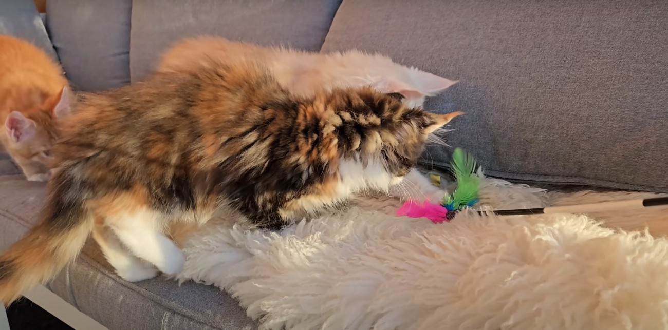 おもちゃで遊ぶ猫たち