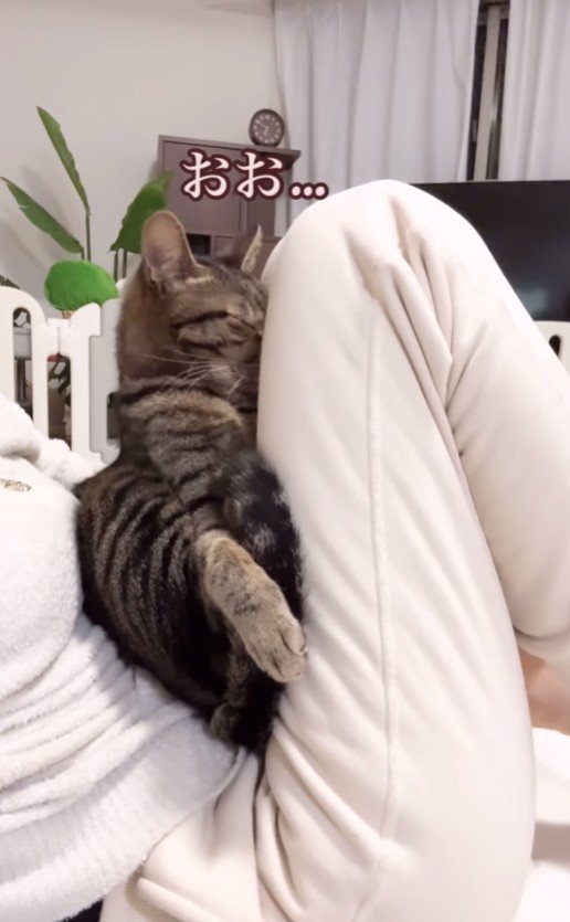 飼い主さんの膝にのっているイヴくん