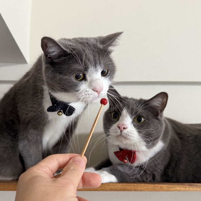 人の手が持っている赤い球に興味津々の2匹猫