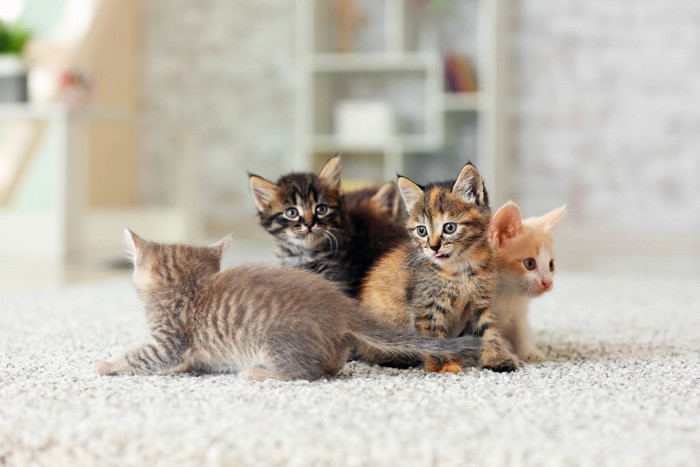 異なる毛柄を持つ4匹の子猫
