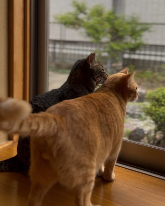 窓から外を眺める猫