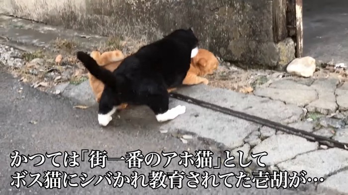首根っこを噛まれる茶トラ猫