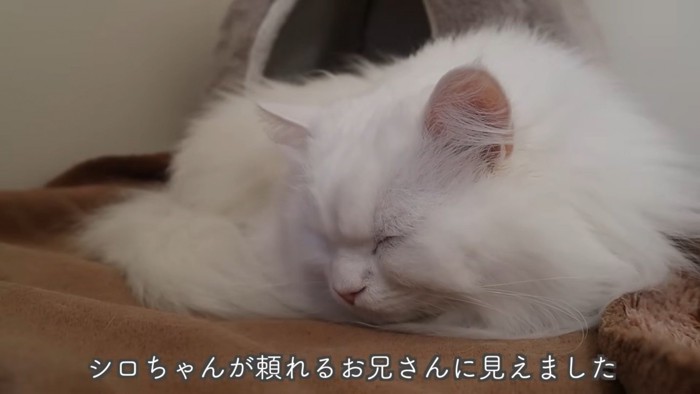 テロップ「シロちゃんが頼れる~」