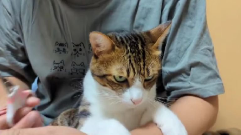 爪切りしている猫