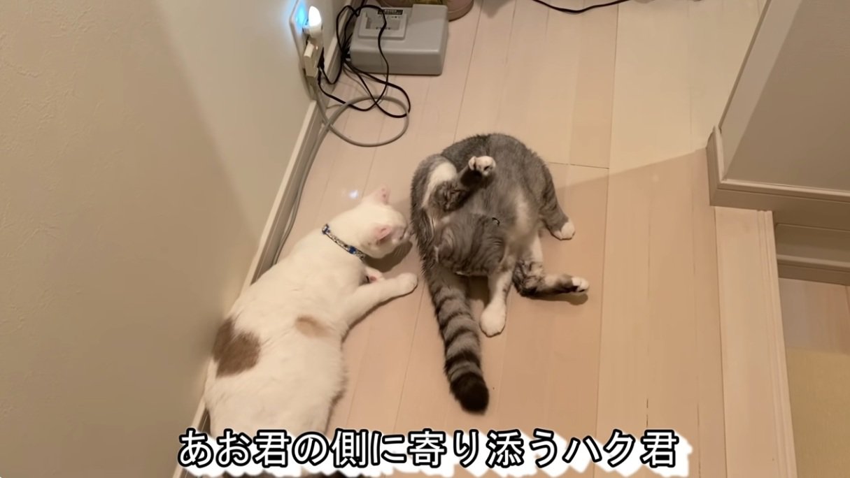 アメリカンカールの猫をなめる猫