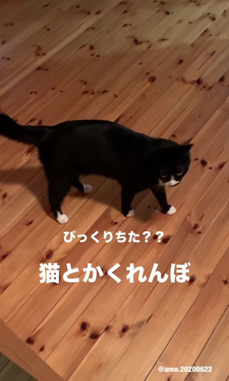 こちらを見ているあもちゃん