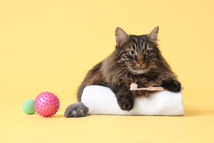 歯ブラシを持つ猫