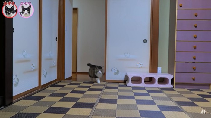 ボス吉「帰ってきたのか」