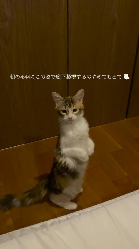 猫を不安そうに見つめる飼い主